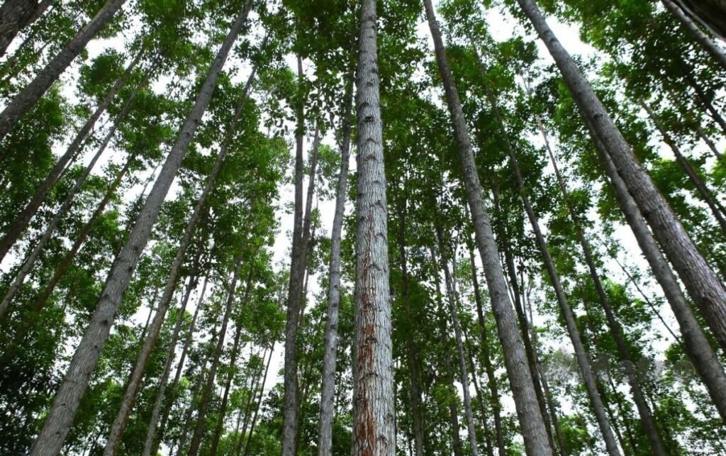 什么是 carbon credit